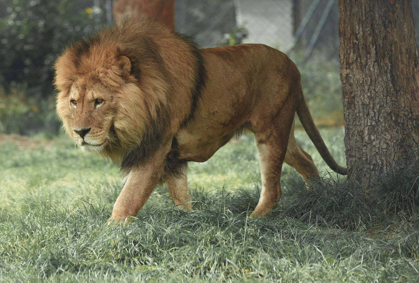 Lion at golden hour